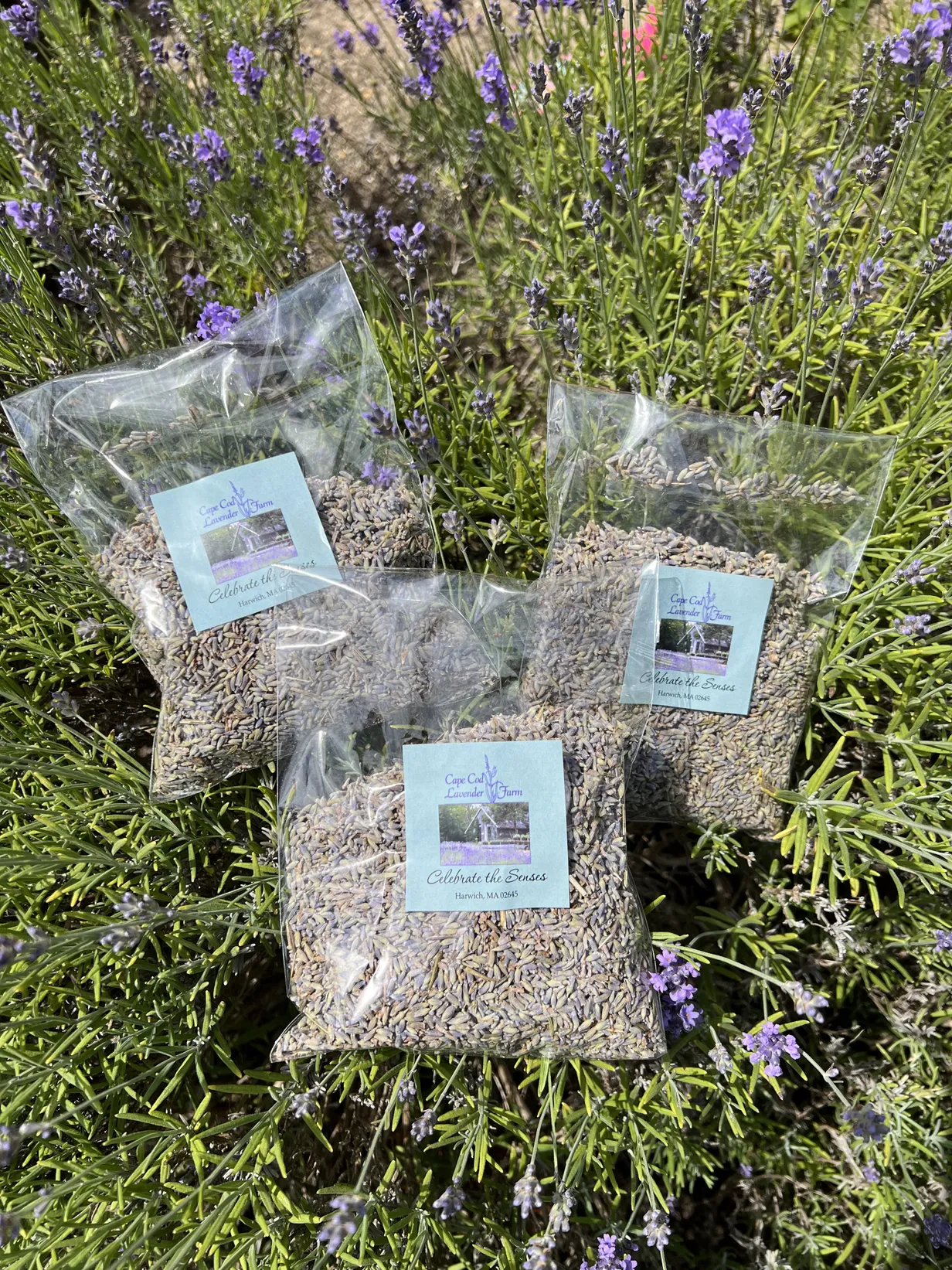 Capecod lavender farm. Local farm